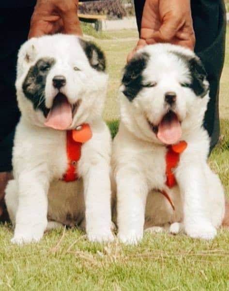 King Alabai pair pure breed security dog 2months for sale 0