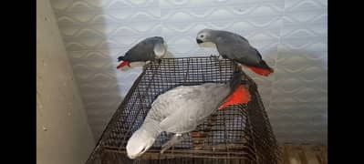 Grey Parrots 0