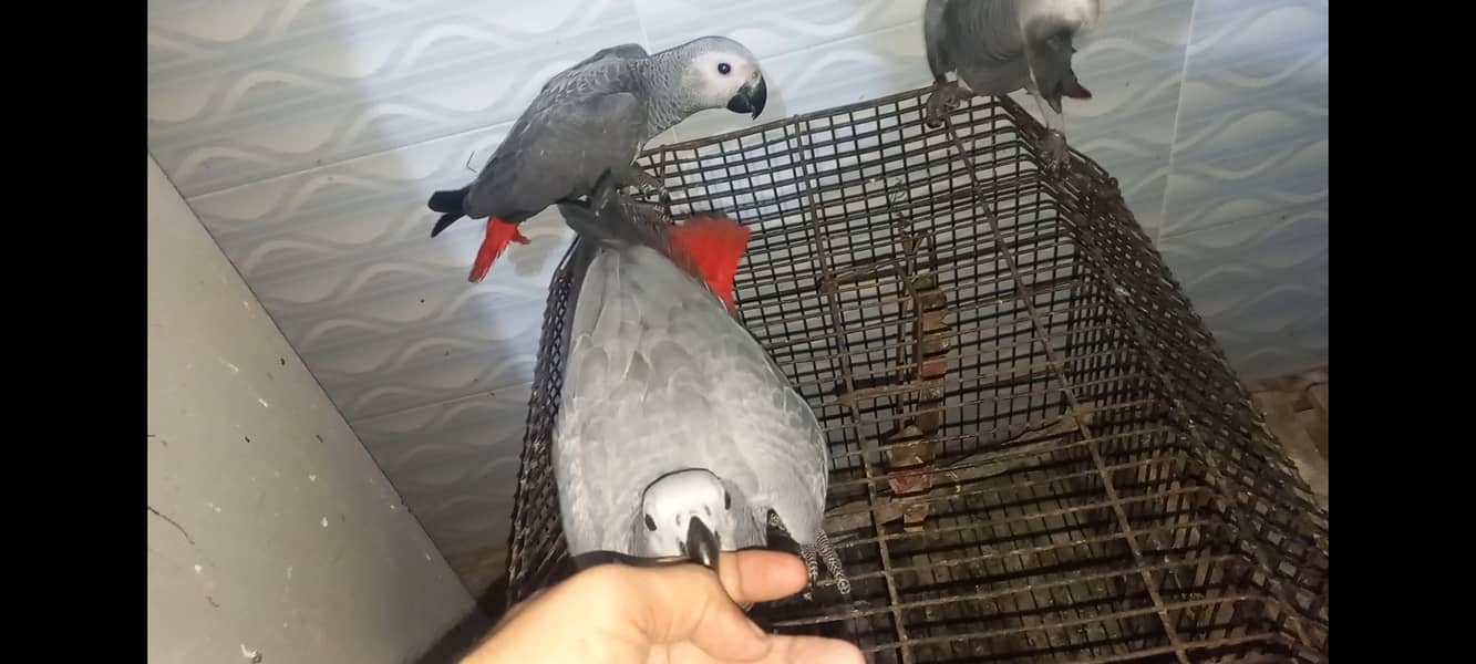 Grey Parrots 2