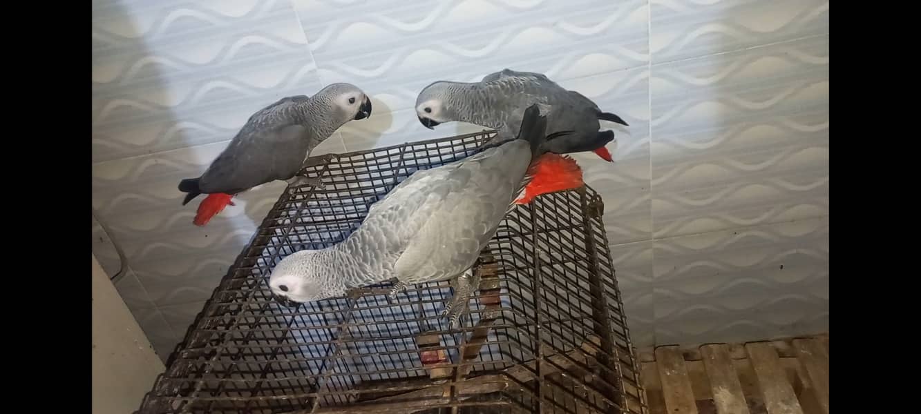 Grey Parrots 3