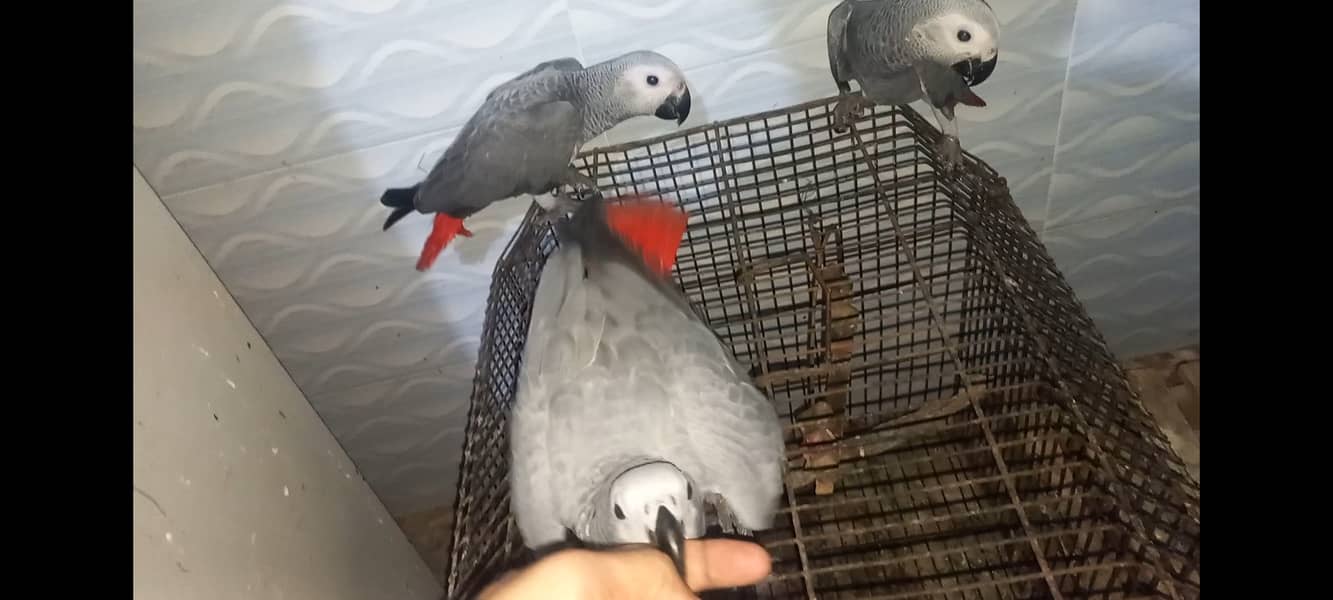 Grey Parrots 4