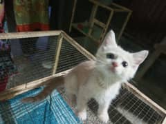 Persian kitten very reasonable price