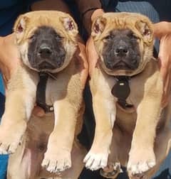 King kurdish kangaal pair pure breed security dog 2months for sale 0