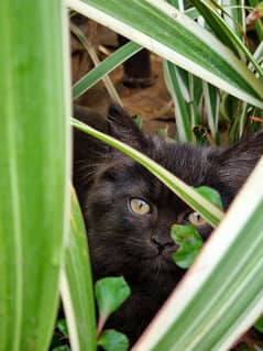 Black Persian Triple Cout