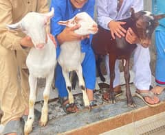 Barbari gulabi goat 0