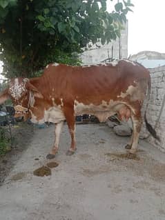 cow selling with calf