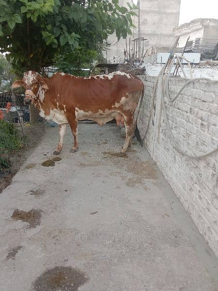 cow selling with calf 1