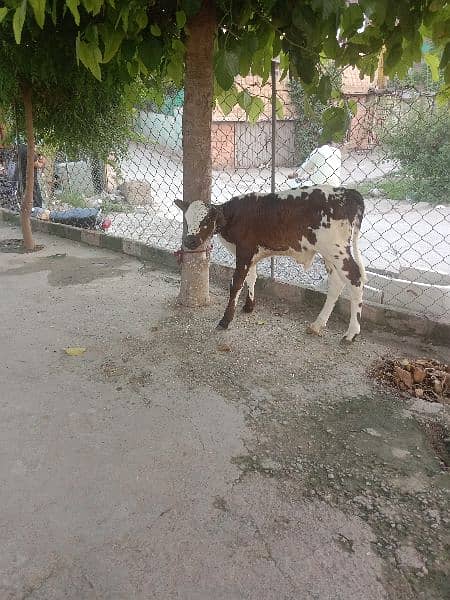 cow selling with calf 2