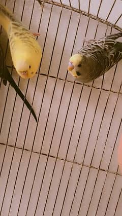 Parrots For sale