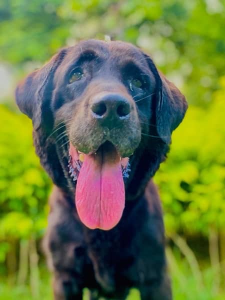 Labrador female for sale Whatsap 03704678376 4