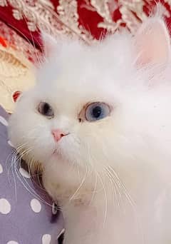 PERSIAN CAT!