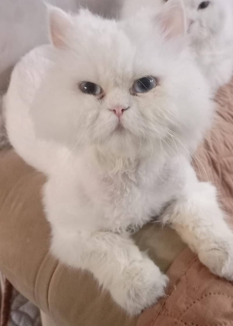 PERSIAN CAT! 1