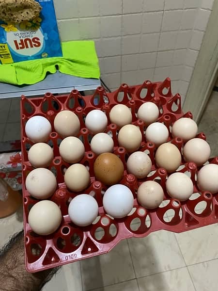 Fresh  Organic and  Fertile Eggs 3