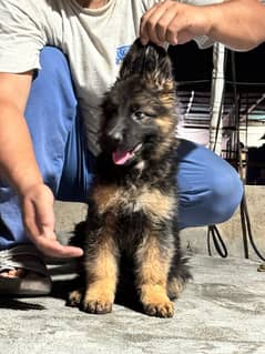 German Shepherd puppy|  Long Coat puppies | Dog For Sale | GSD