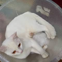 Junior Female Cat available 0