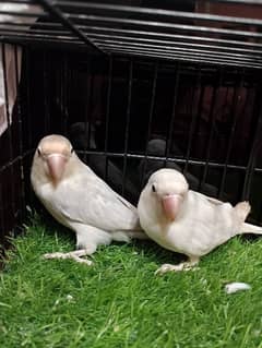 Albino & Blue Pastel Love bird parrot breeder pair 0