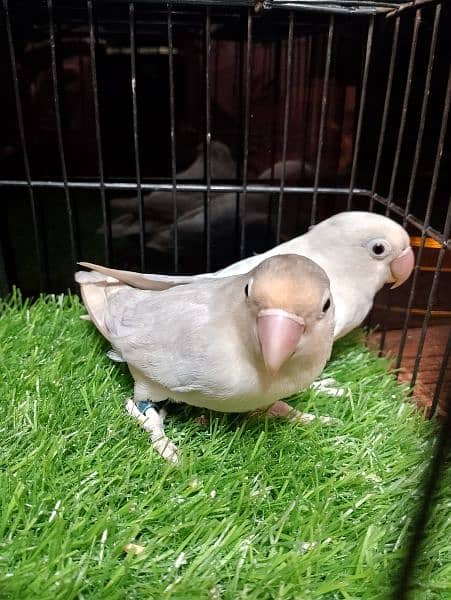 Albino & Blue Pastel Love bird parrot breeder pair 2