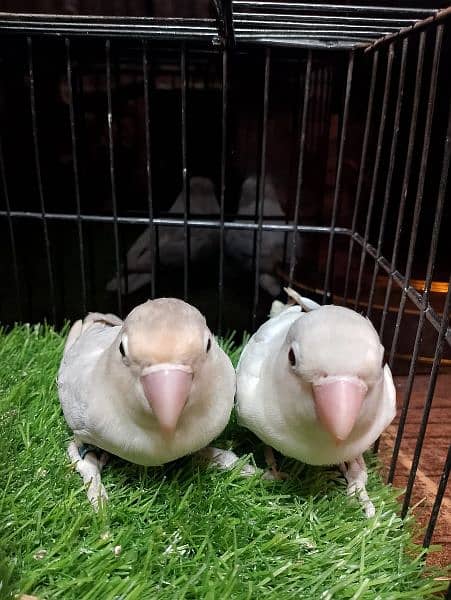 Albino & Blue Pastel Love bird parrot breeder pair 3