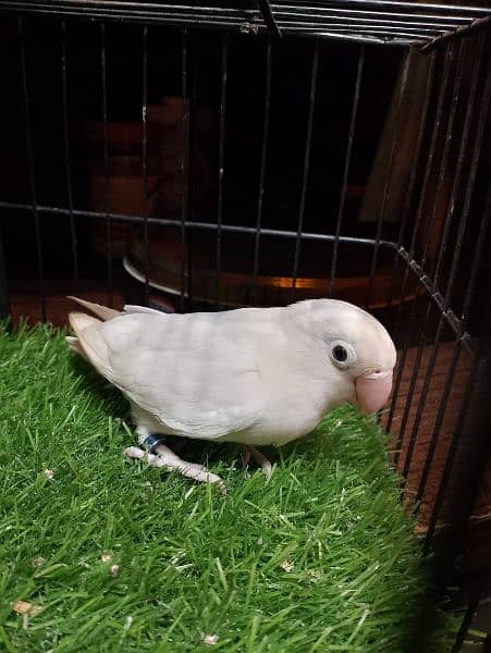 Albino & Blue Pastel Love bird parrot breeder pair 5