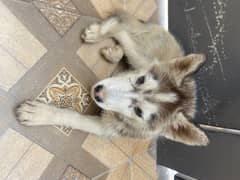 Husky Female Gray Fur 0