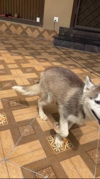 Husky Female Gray Fur 1