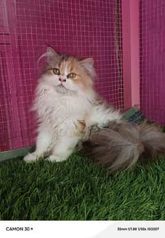 Persian Calico female kitten available for sale