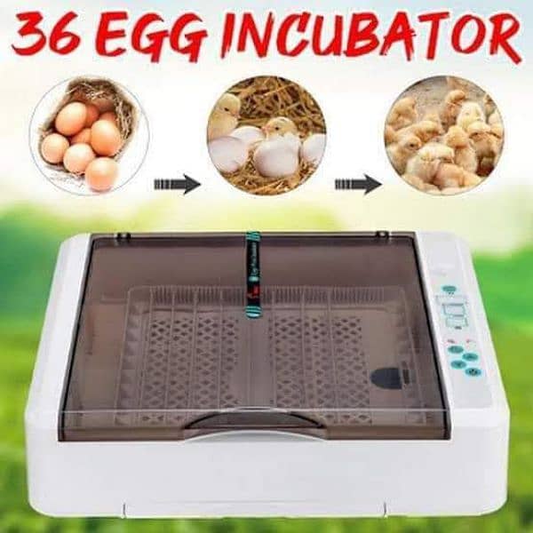 incubator and brooder 15