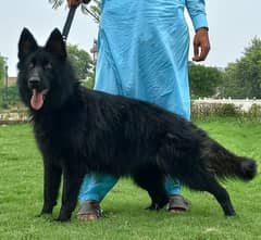 long coat German shepherd female for sale