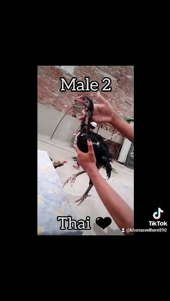 2 Thai Superlocker Patha/male for sale 4