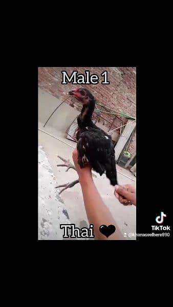 2 Thai Superlocker Patha/male for sale 5