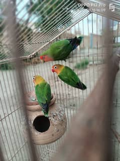 parrot for sale