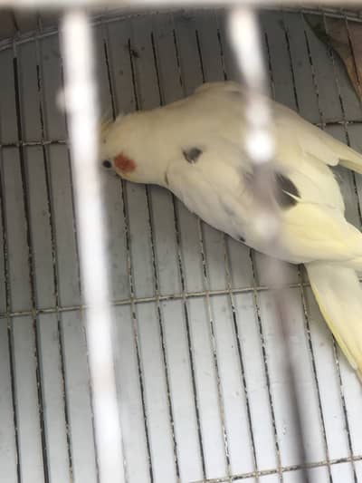 Cockatiel Cocktails Pair And Chicks - Parrots - 1091538522