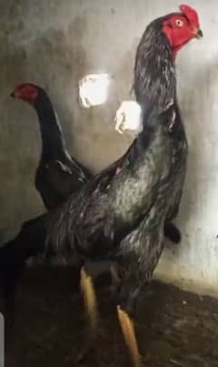 high quality shamo chicks for sale