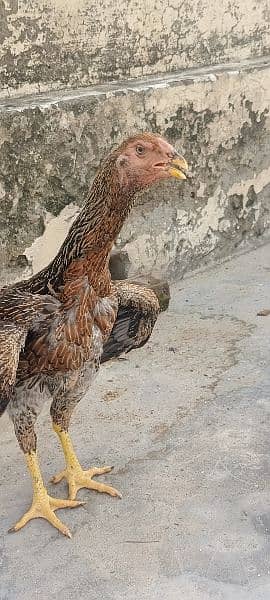 2 young king shamo female for sale 9