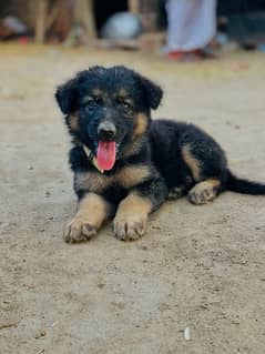 German Shepherd puppy| Double Coat puppies | Dog For Sale | GSD