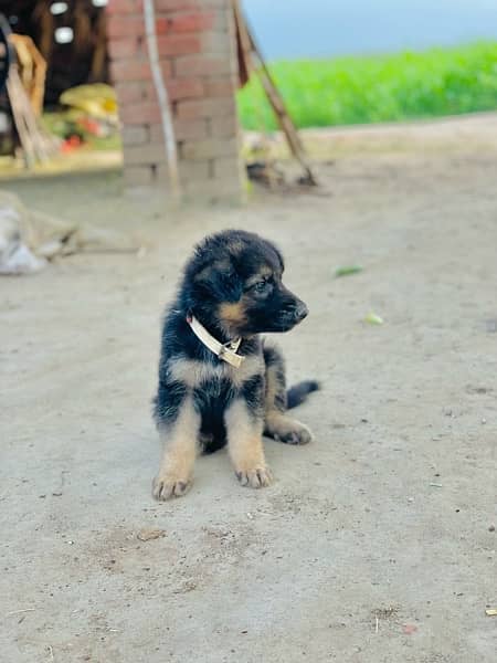 German Shepherd puppy| Double Coat puppies | Dog For Sale | GSD 2