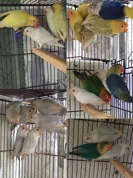 Lovebirds Ready to breed and breeder pairs 0