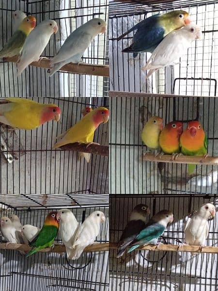 Lovebirds Ready to breed and breeder pairs 1