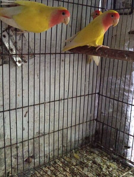 Lovebirds Ready to breed and breeder pairs 2