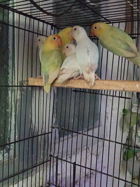 Lovebirds Ready to breed and breeder pairs 4