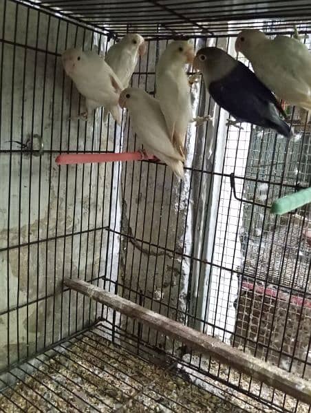 Lovebirds Ready to breed and breeder pairs 6