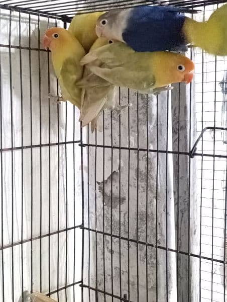 Lovebirds Ready to breed and breeder pairs 9