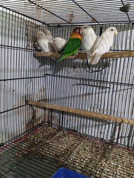 Lovebirds Ready to breed and breeder pairs 12