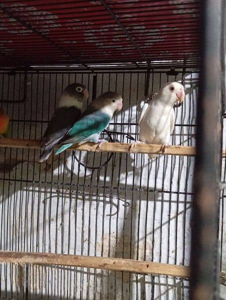 Lovebirds Ready to breed and breeder pairs 13