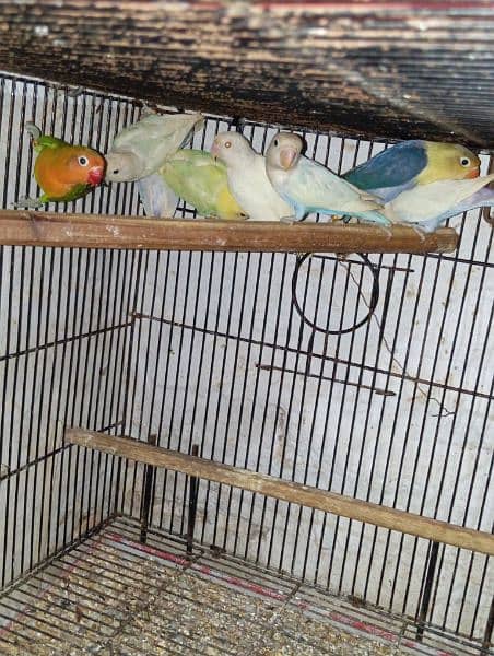 Lovebirds Ready to breed and breeder pairs 15