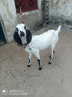 goat for sale