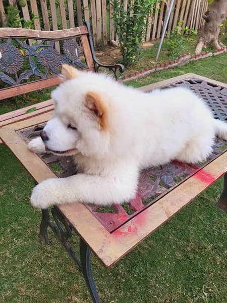 Chow Chow trained Dog 6