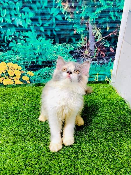 punch face triple Cote kitten cat male feamle 19