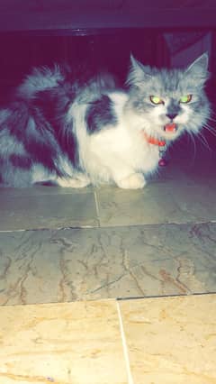 Female persian cat for sell 1year age