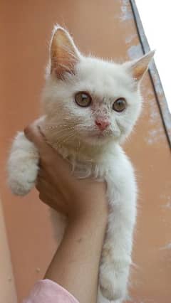 persian Male kitten for sale in faisalabad